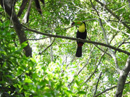 Image of Keel-billed Toucan