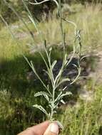 Image of Cochise horseweed