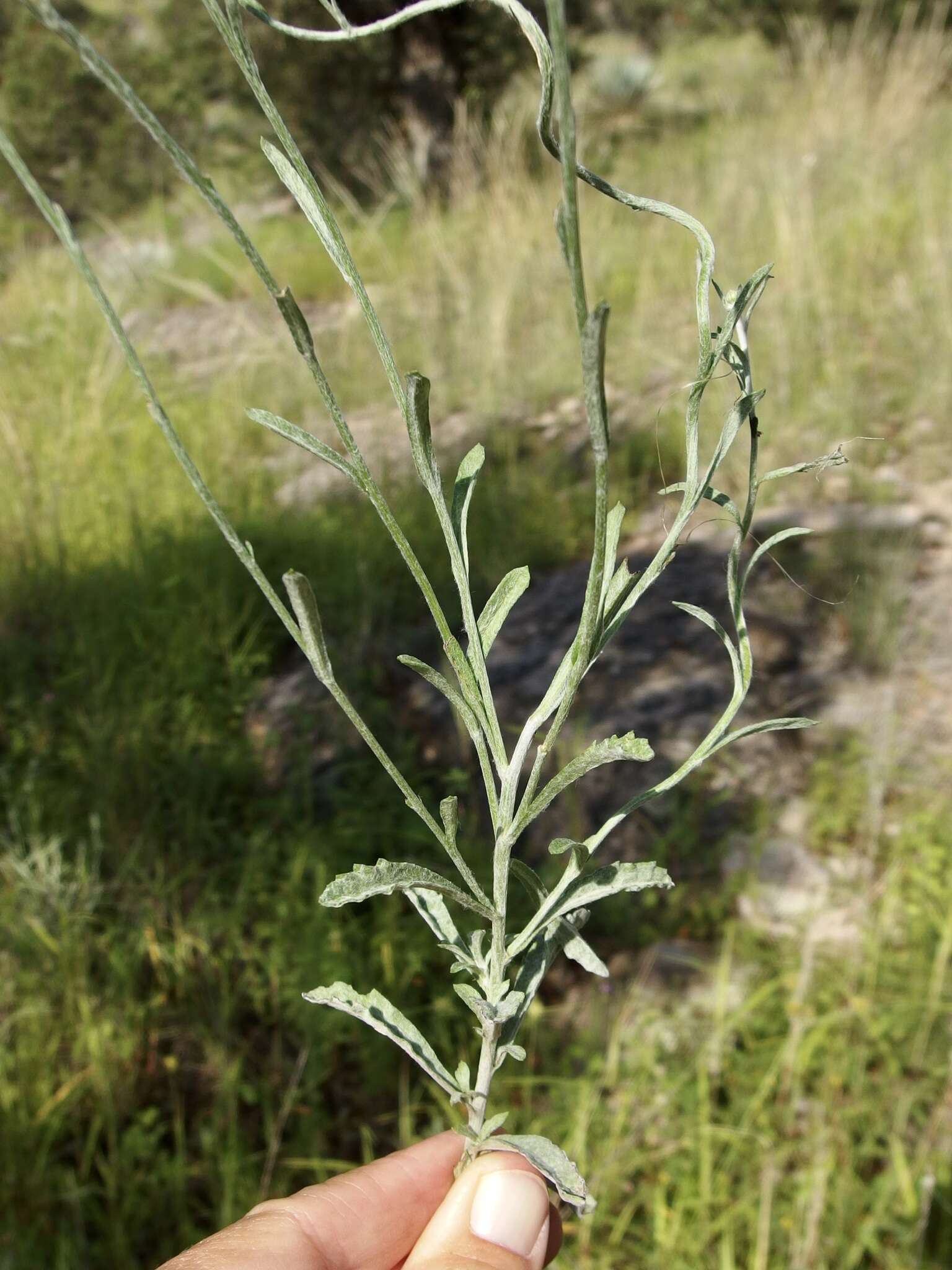 Image of Cochise horseweed