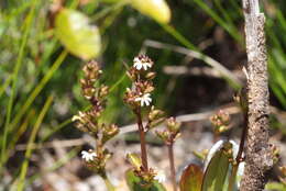 Imagem de Scaevola beckii Zahlbr.