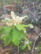 صورة Tarchonanthus trilobus var. galpinii (Hutch. & Phill.) J. Paiva