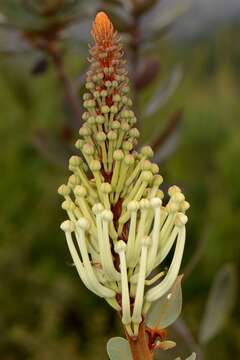 Sivun Oreocallis grandiflora (Lam.) R. Br. kuva