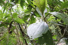 Image de Miconia albertobrenesii Gamba & Almeda