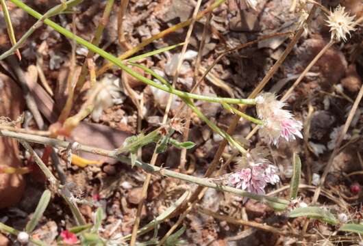 Ptilotus corymbosus R. Br.的圖片