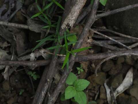 Image of Scleromitrion tenelliflorum (Blume) Korth.