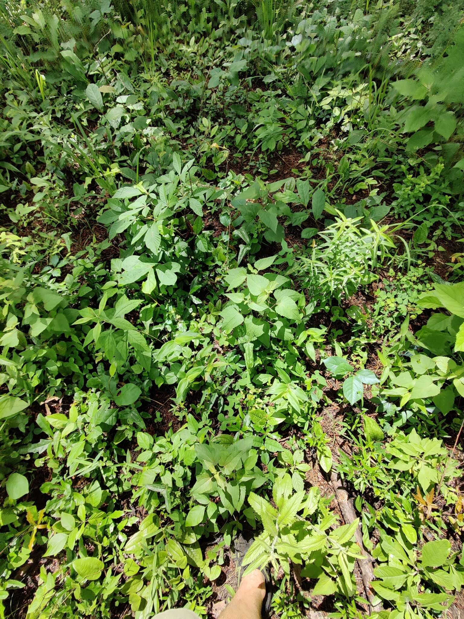 Plancia ëd Brickellia cordifolia Ell.