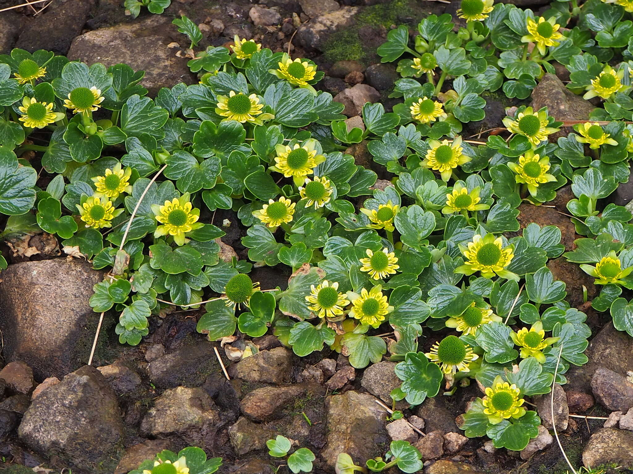 Ranunculus pinguis Hook. fil.的圖片