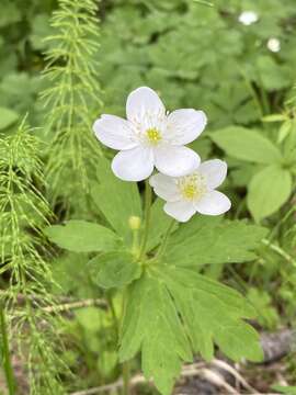 Imagem de Anemonastrum baicalense (Turcz.) Mosyakin