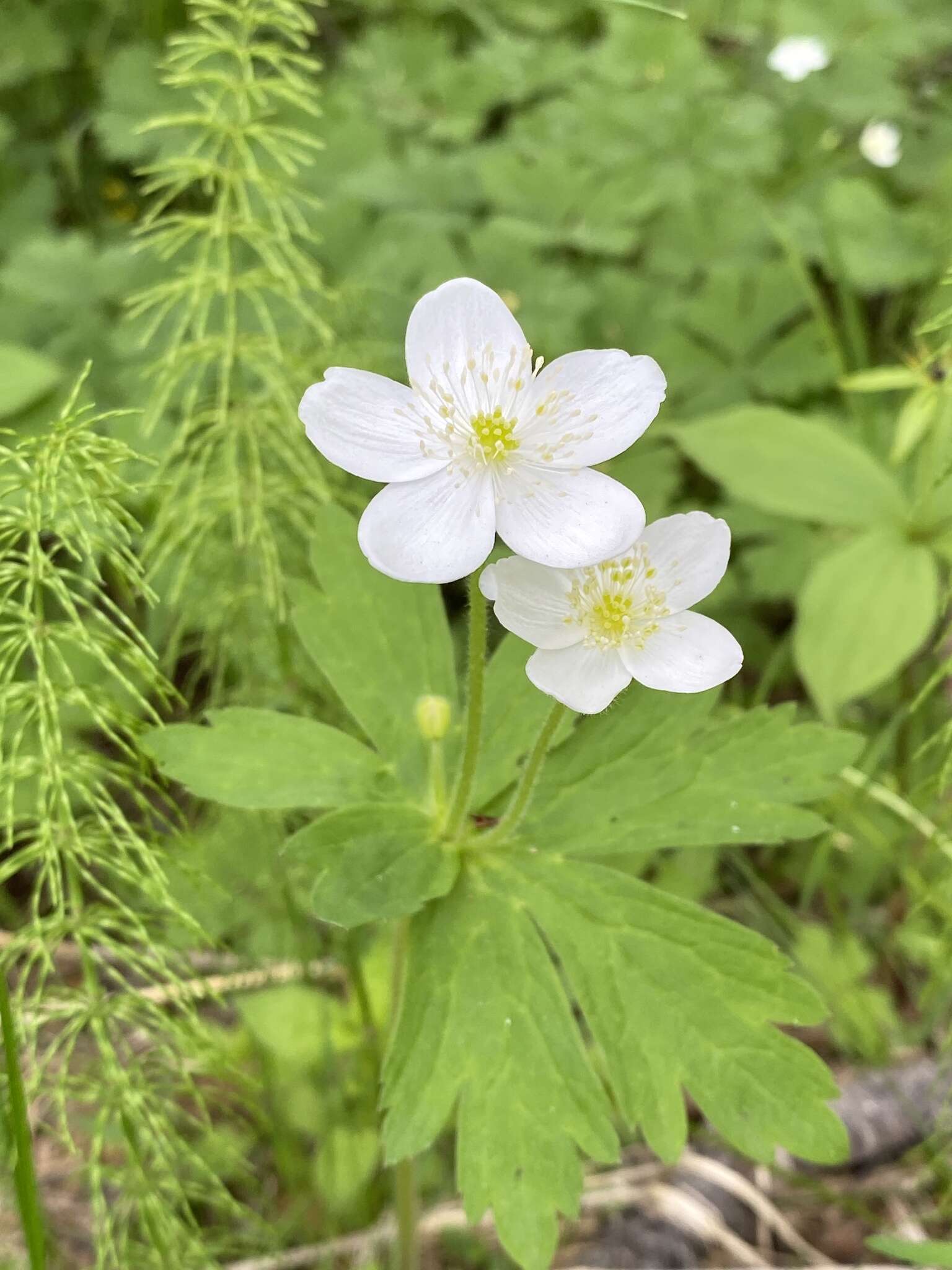 Plancia ëd Anemonastrum baicalense (Turcz.) Mosyakin