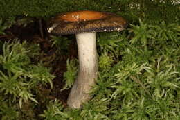 Image of Russula decolorans (Fr.) Fr. 1838