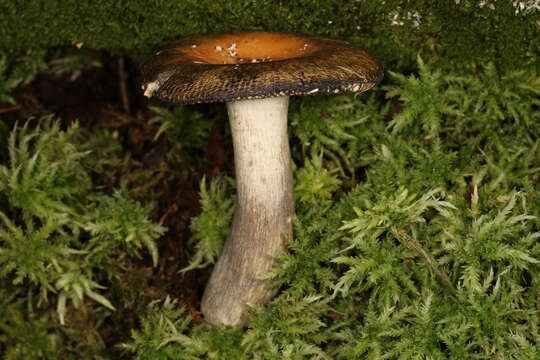 Image of Russula decolorans (Fr.) Fr. 1838