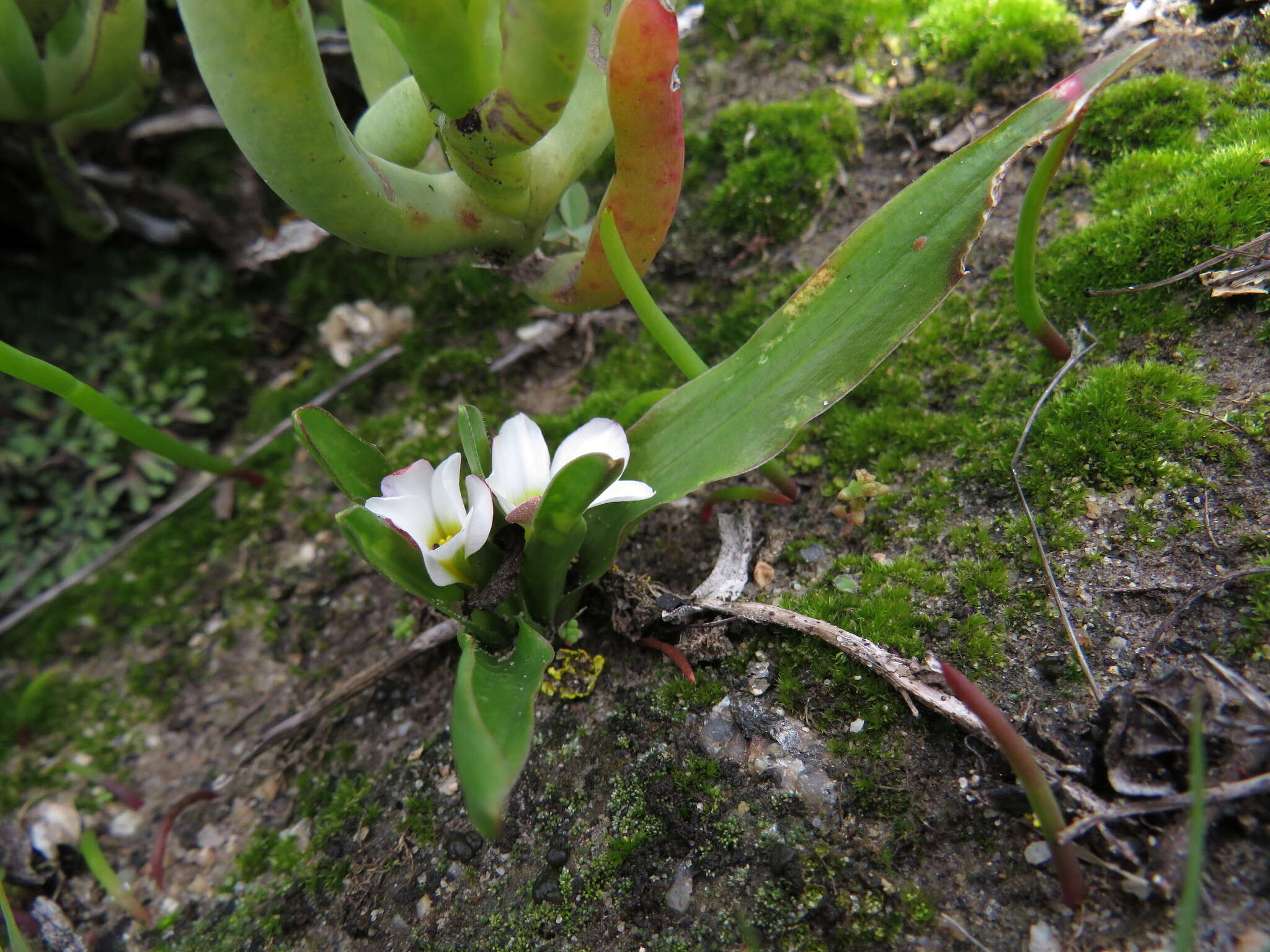 Image of Moraea albiflora (G. J. Lewis) Goldblatt