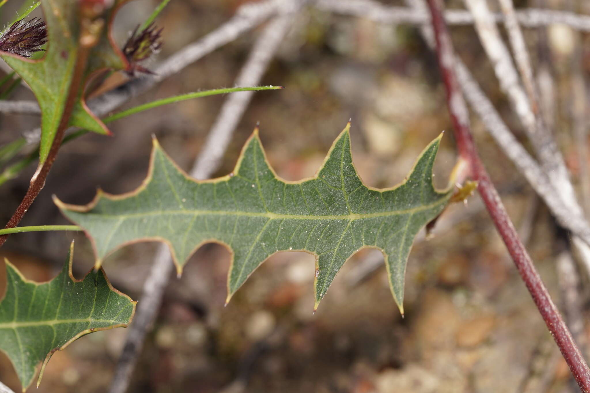 Image of Grevillea quercifolia R. Br.