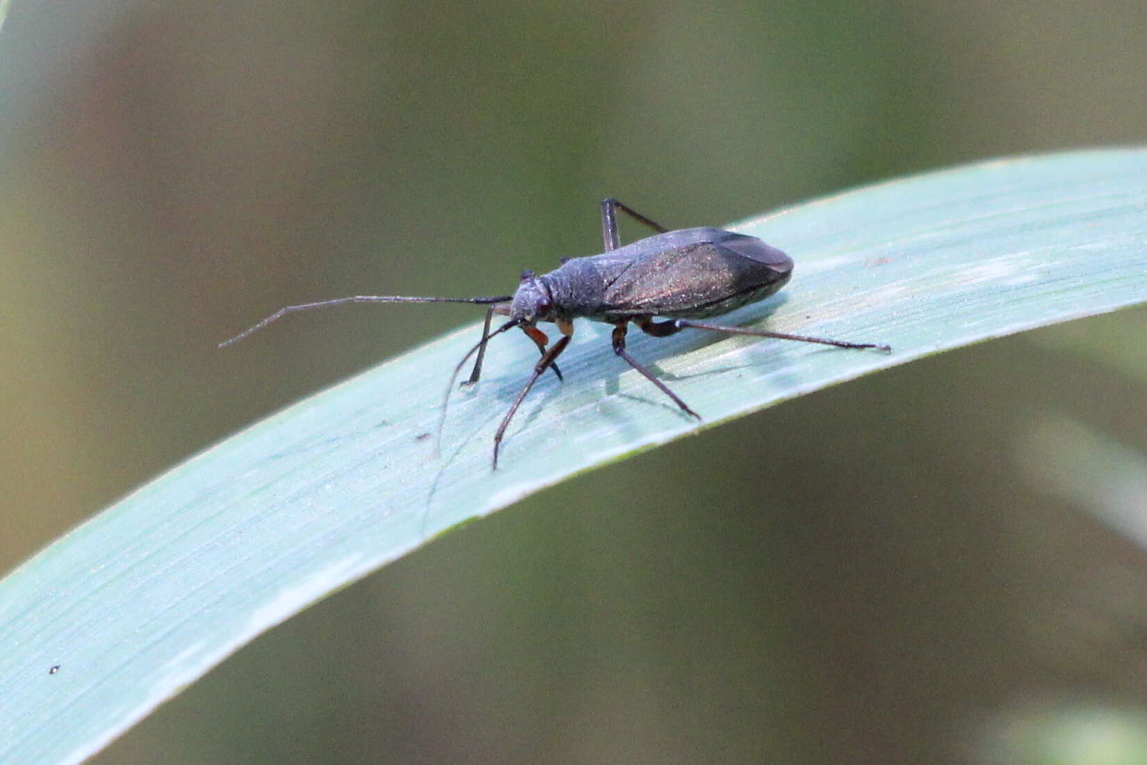 Image of Irbisia pacifica (Uhler 1872)