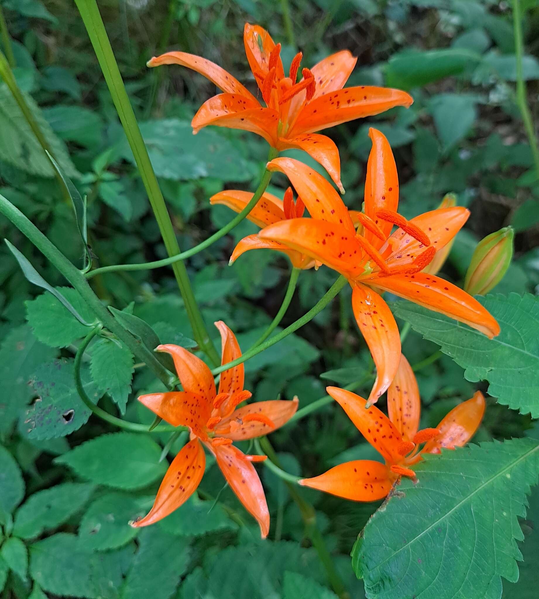 Lilium tsingtauense Gilg resmi