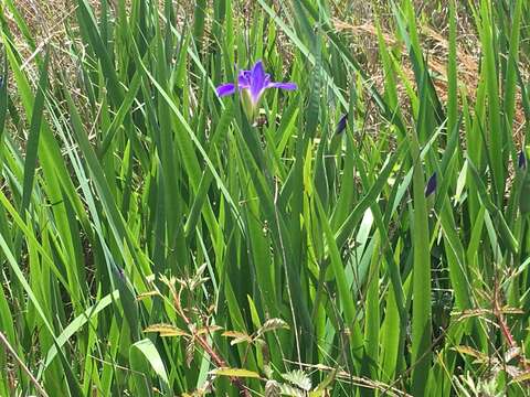 Image of zigzag iris