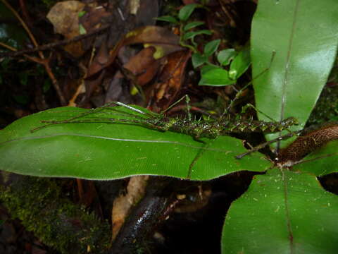 Image of Conogalactea imponens (Brunner von Wattenwyl 1907)