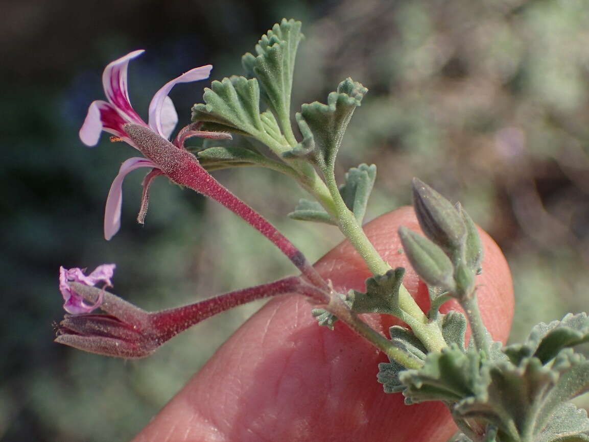 Imagem de Pelargonium exstipulatum (Cav.) L'Her.