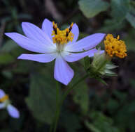 Image of Cosmos pacificus T. E. Melchert