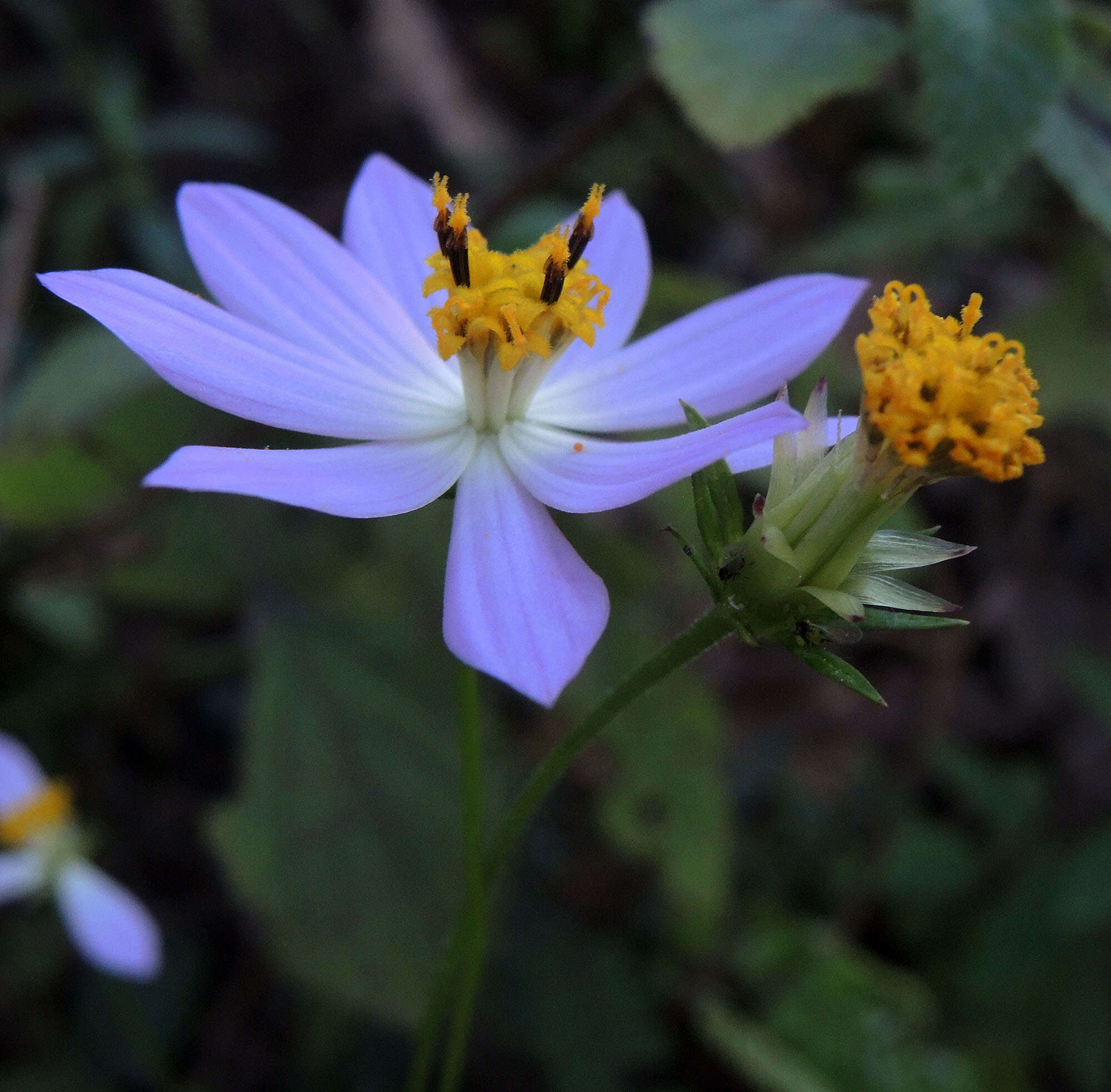 Image of Cosmos pacificus T. E. Melchert