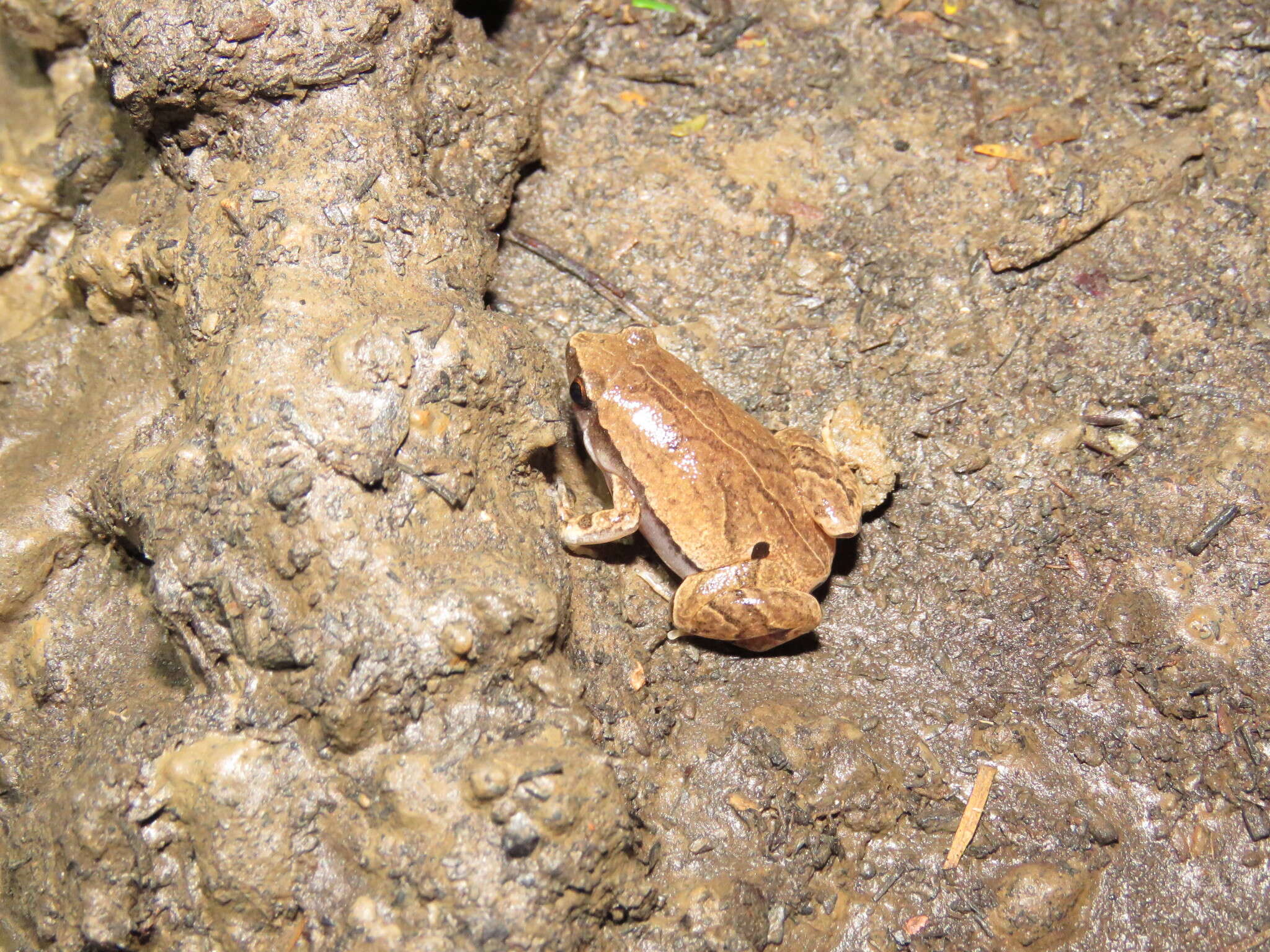 Image of Bleating Frogs