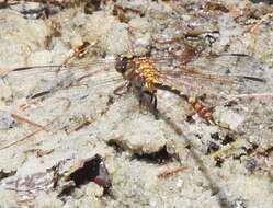 Imagem de Progomphus alachuensis Byers 1939