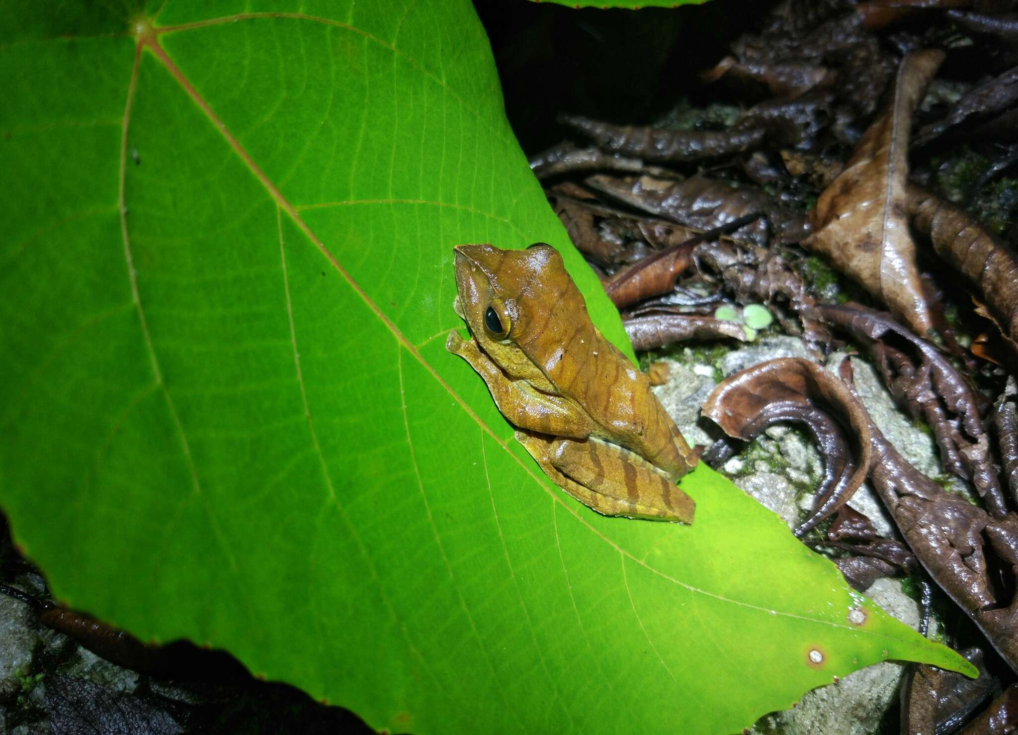 Image of Rhacophorus translineatus Wu ex Sichuan Institute