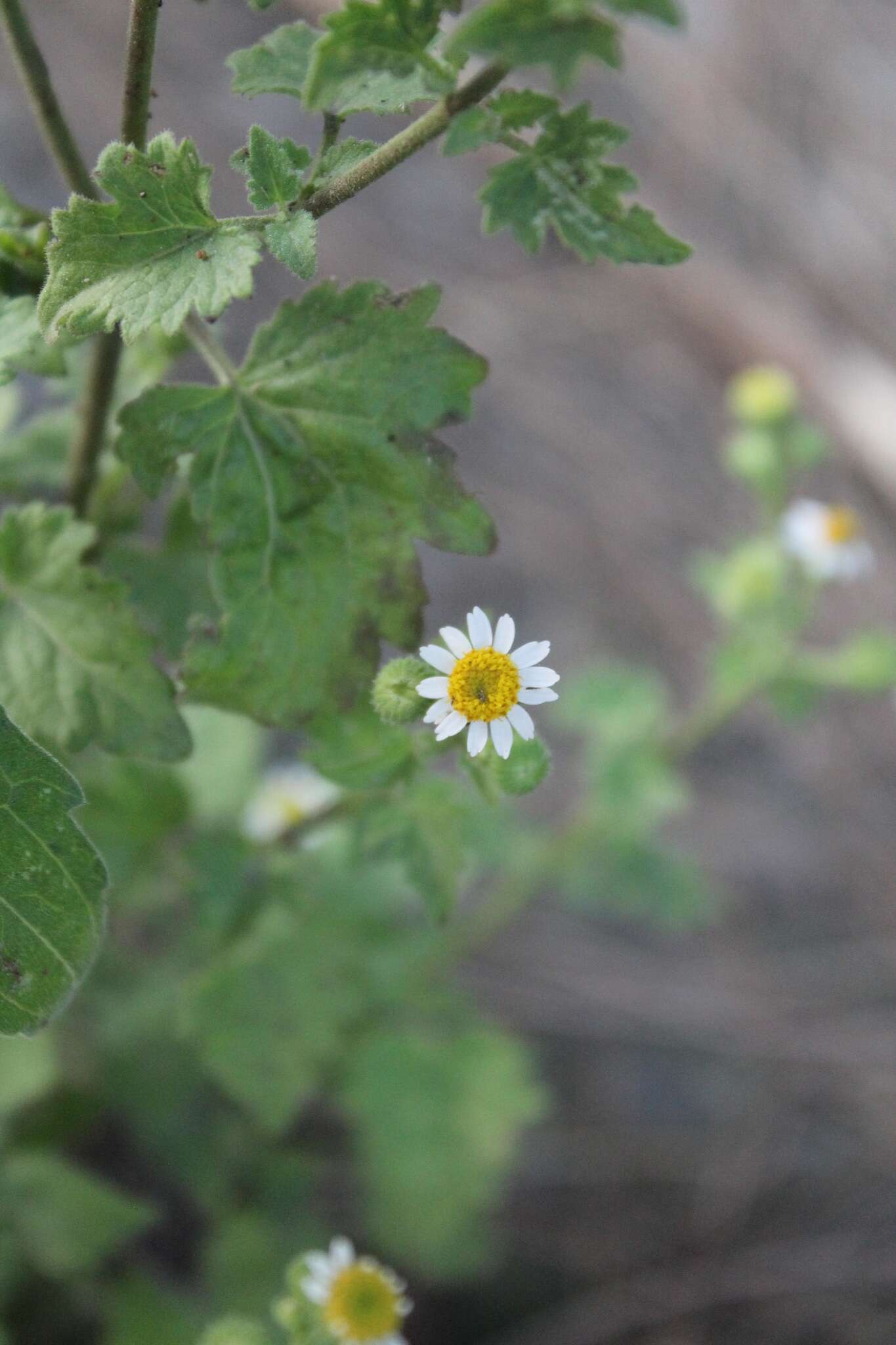 Image of shortray rockdaisy