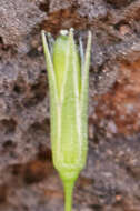 Image of shiny chickweed