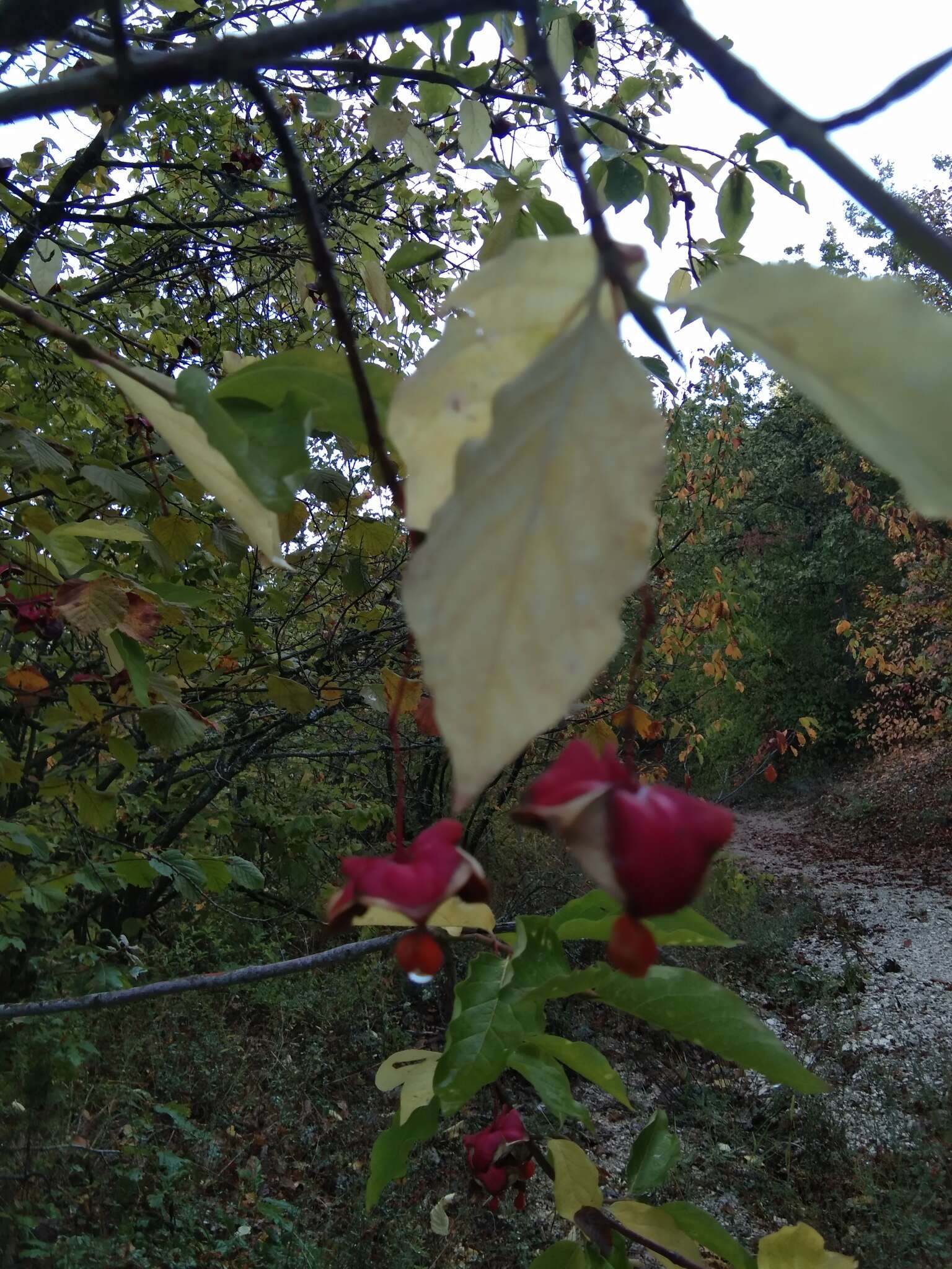 Imagem de Euonymus latifolius (L.) Mill.