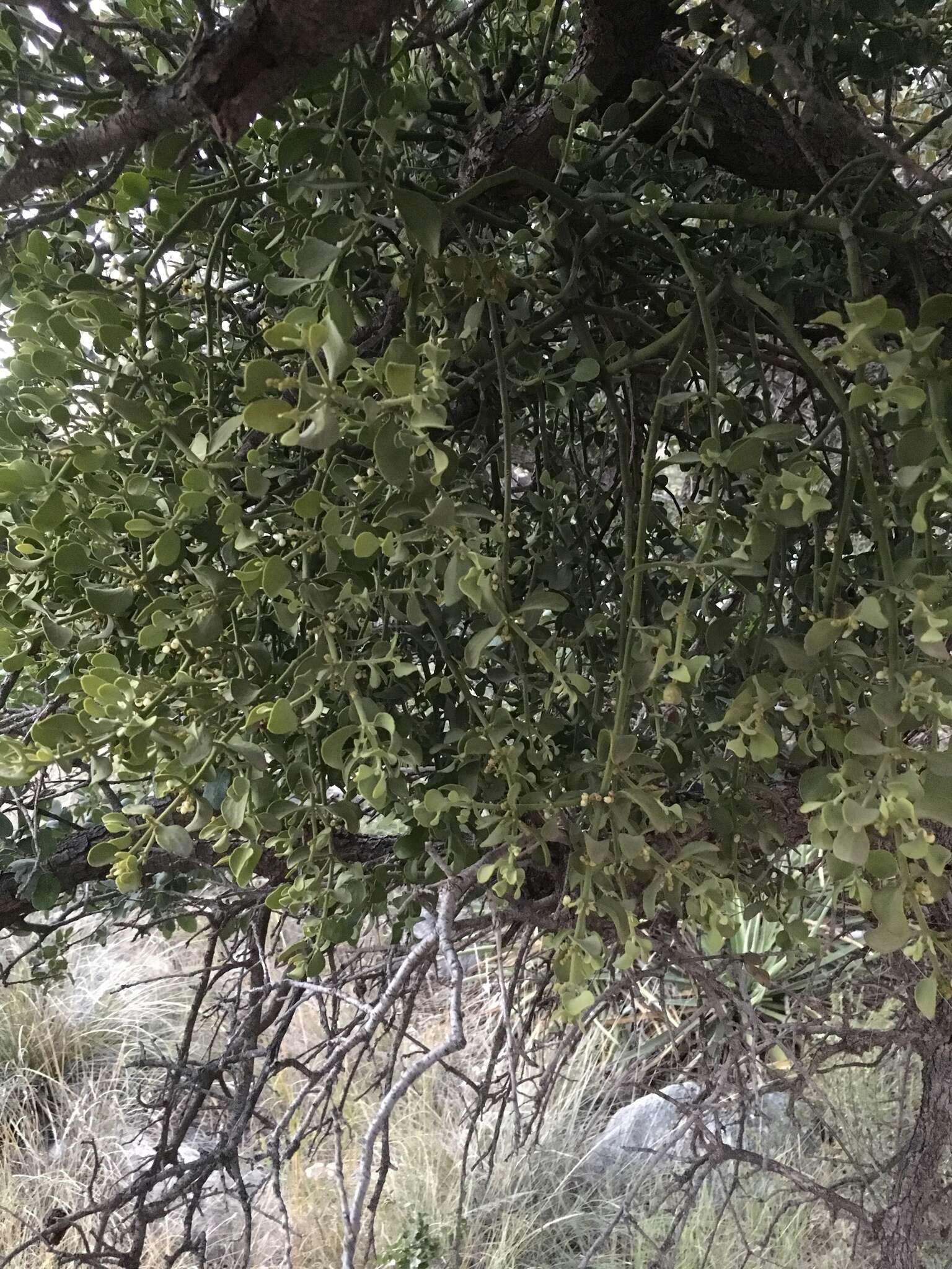 Image of Cory's mistletoe