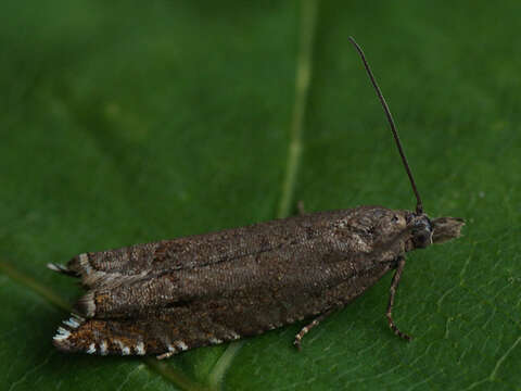 Image of Ancylis unguicella Linnaeus 1750