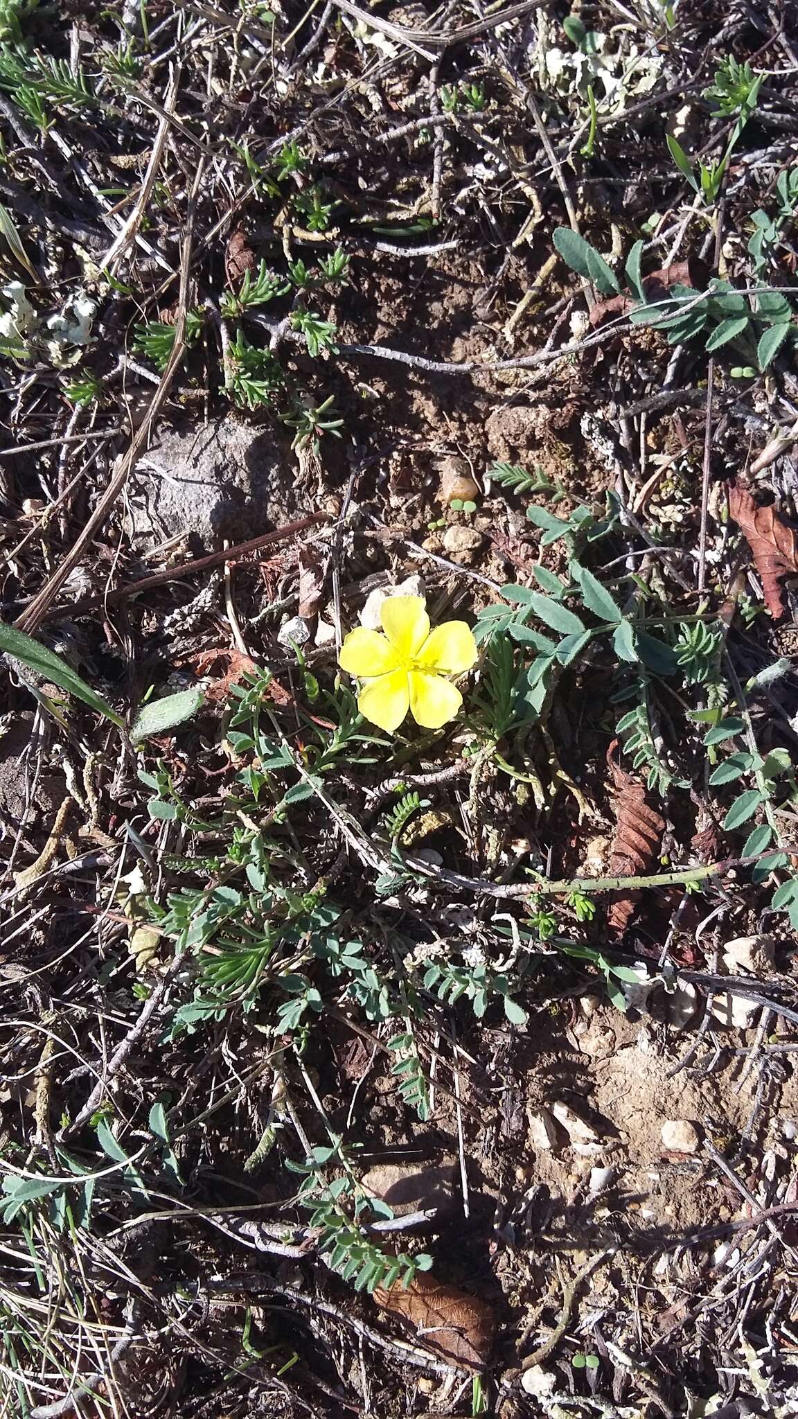 Image of sprawling needle sunrose