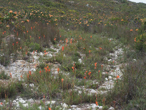 صورة Watsonia stenosiphon L. Bolus