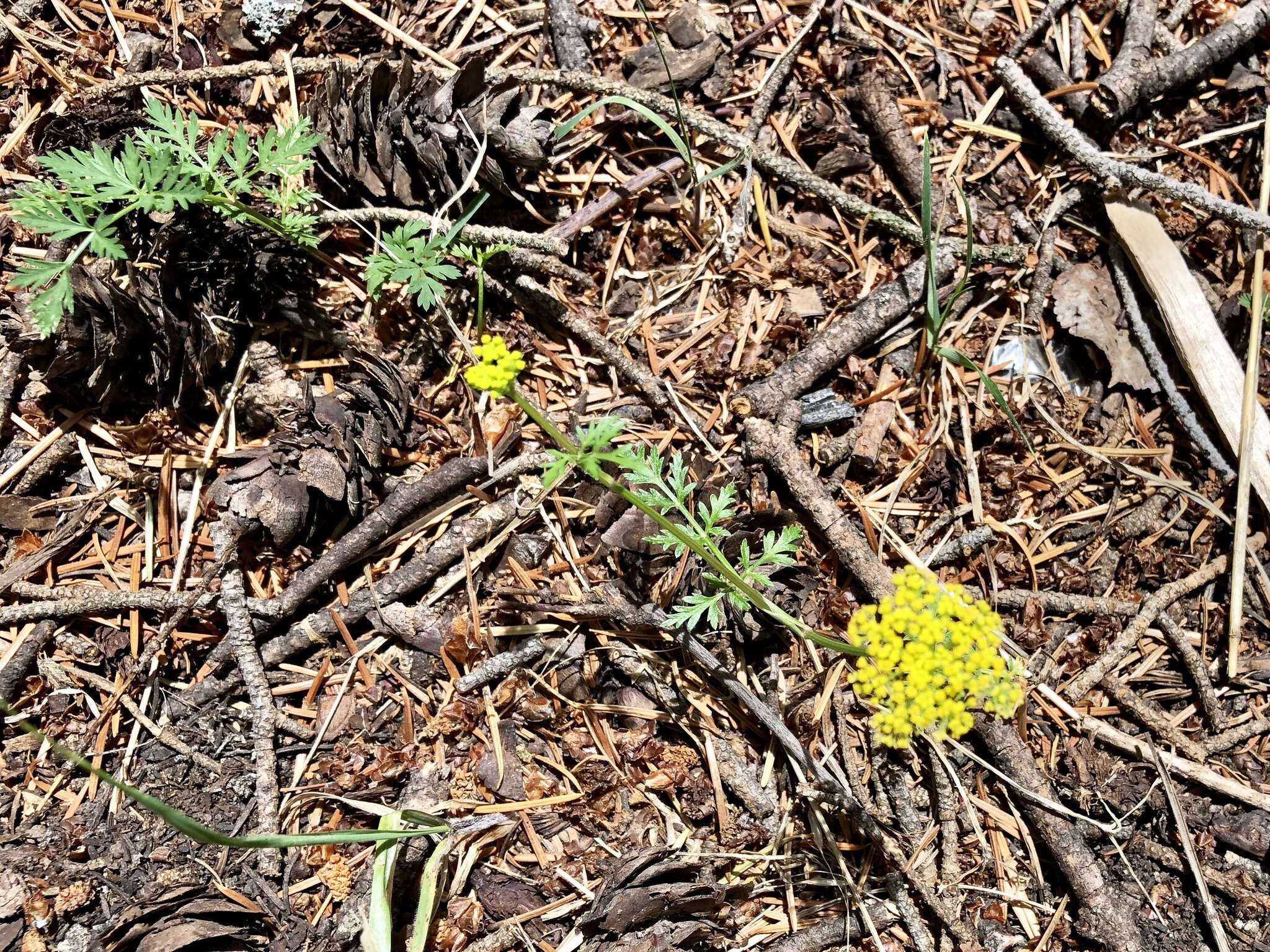 Imagem de Cymopterus lemmonii (J. M. Coult. & Rose) Dorn