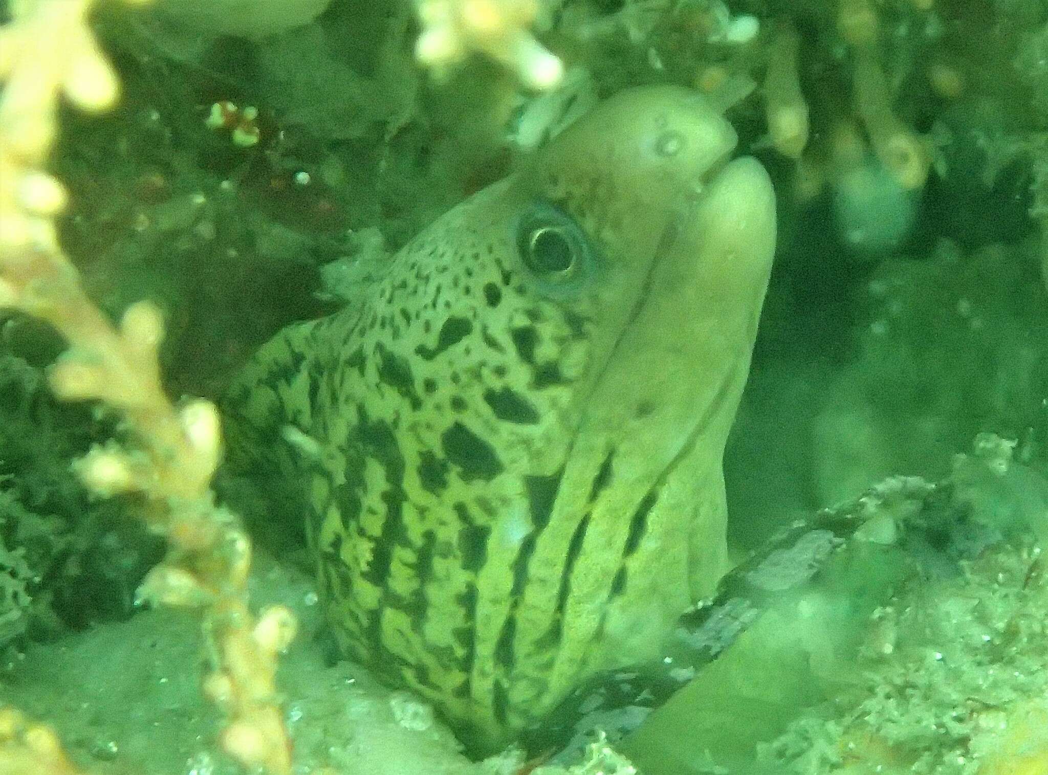 Image of Australian moray