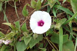 Image of Ipomoea crassipes Hook.