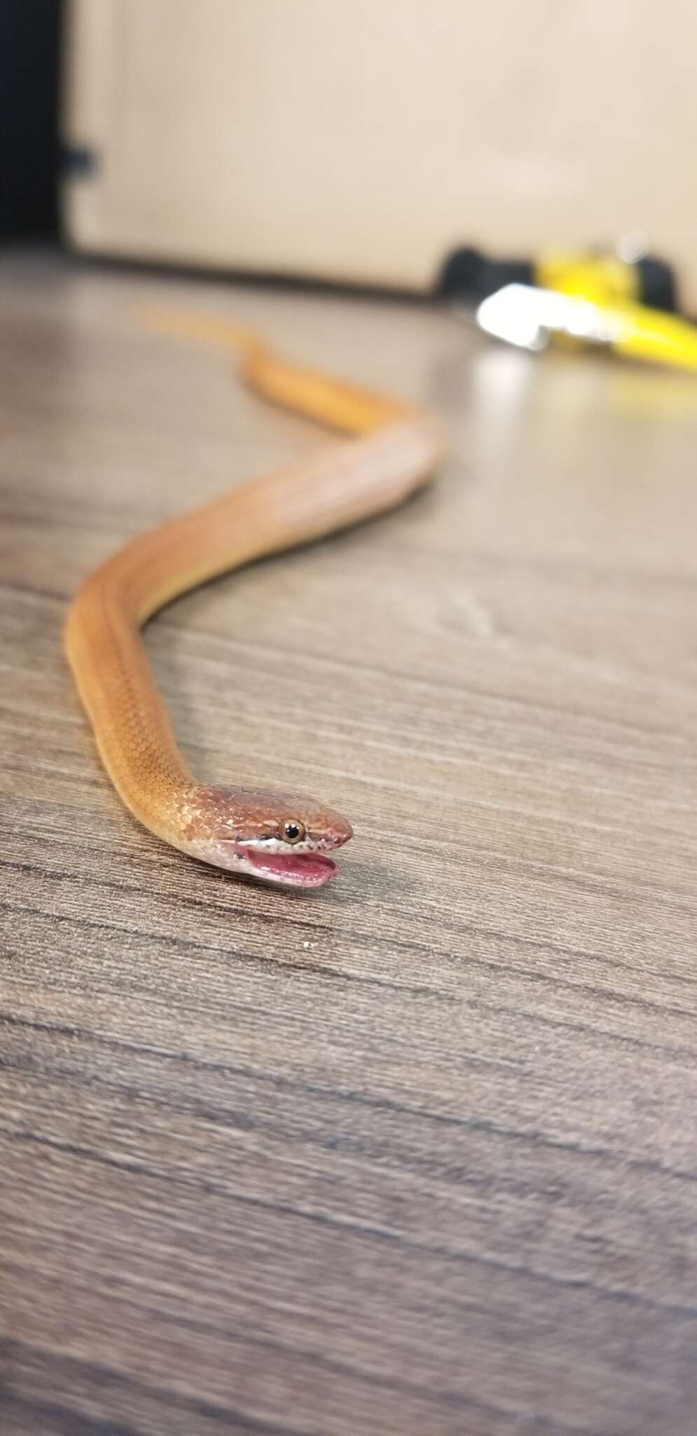 Image of Pine Woods Littersnake