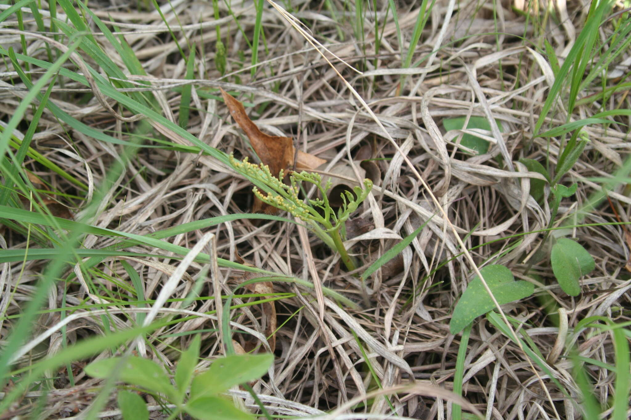 Image of branched moonwort