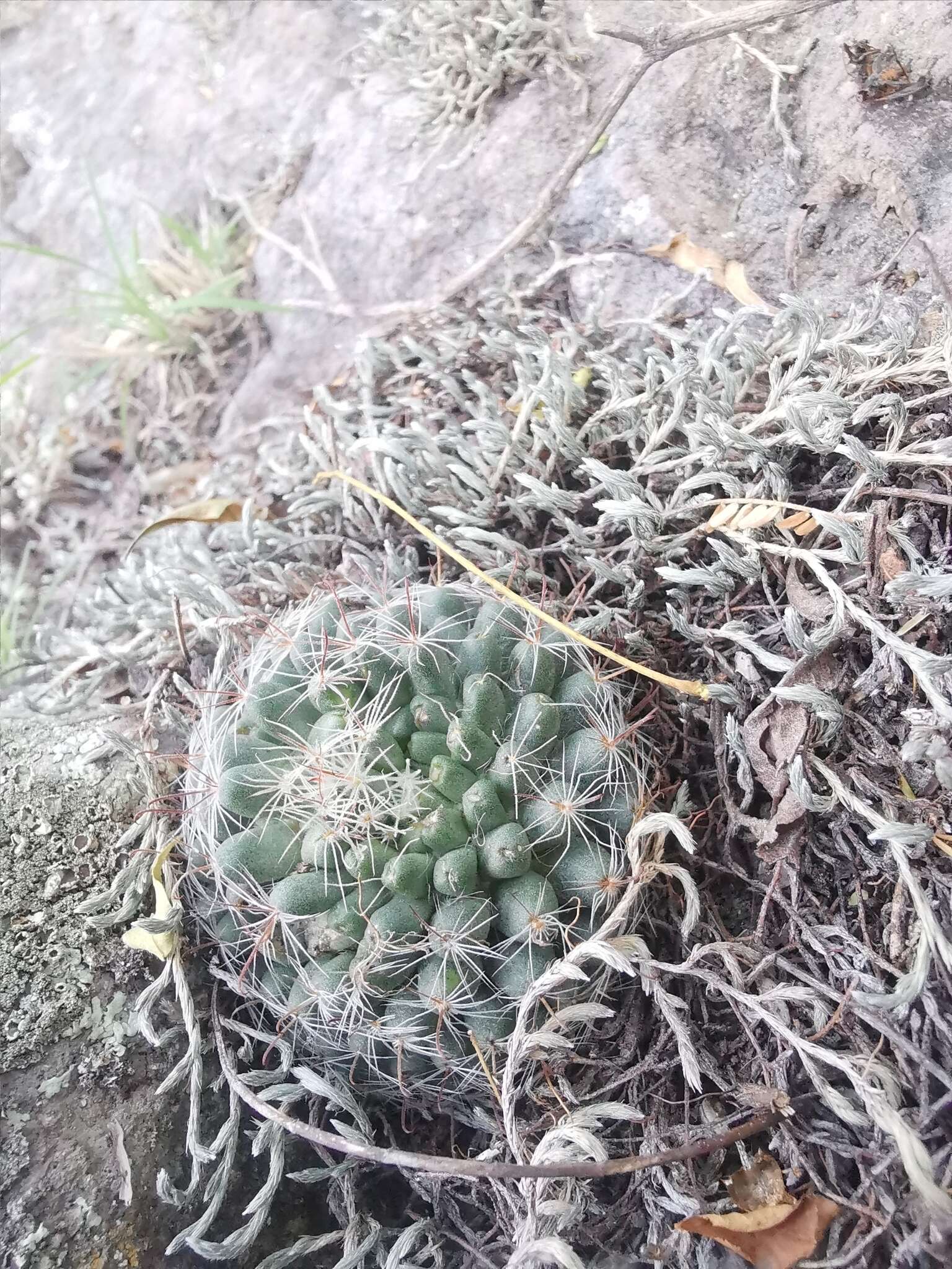 Mammillaria rettigiana Boed.的圖片