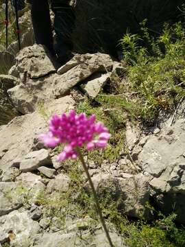 Image of Allium carmeli Boiss.