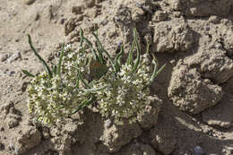 Imagem de Asclepias involucrata Engelm. ex Torr.