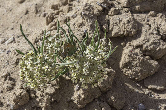 Image of dwarf milkweed