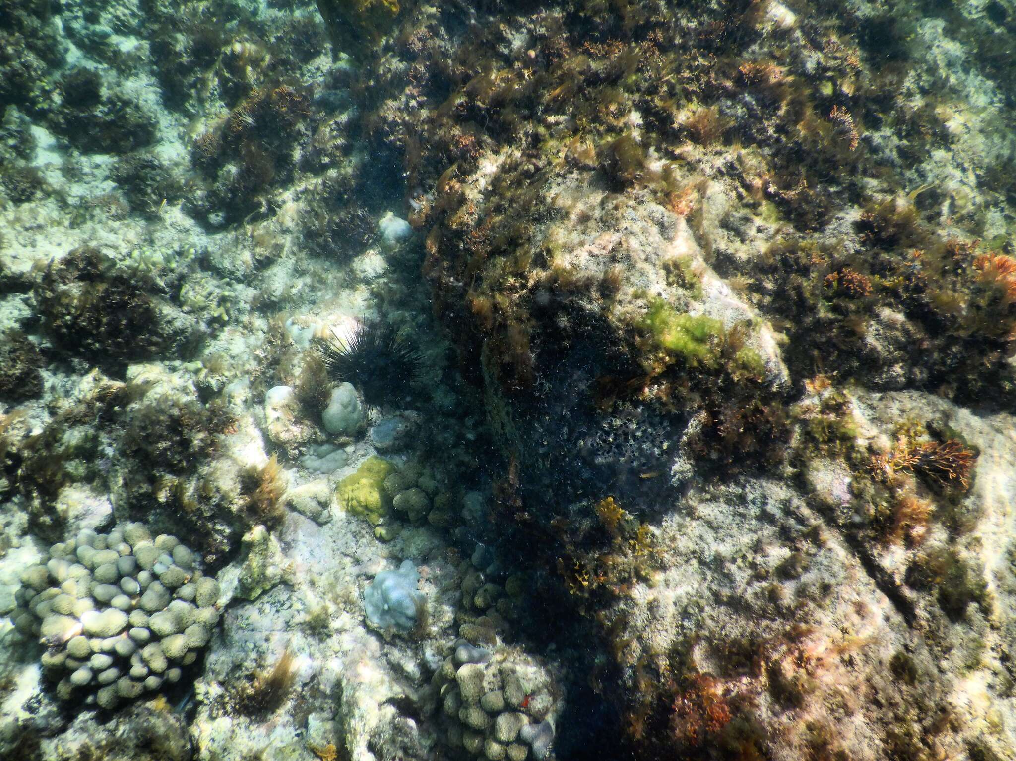 Image of Blue Crust Coral