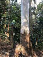 Image of grand eucalyptus