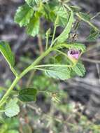 Image of Hermannia boraginiflora Hook.