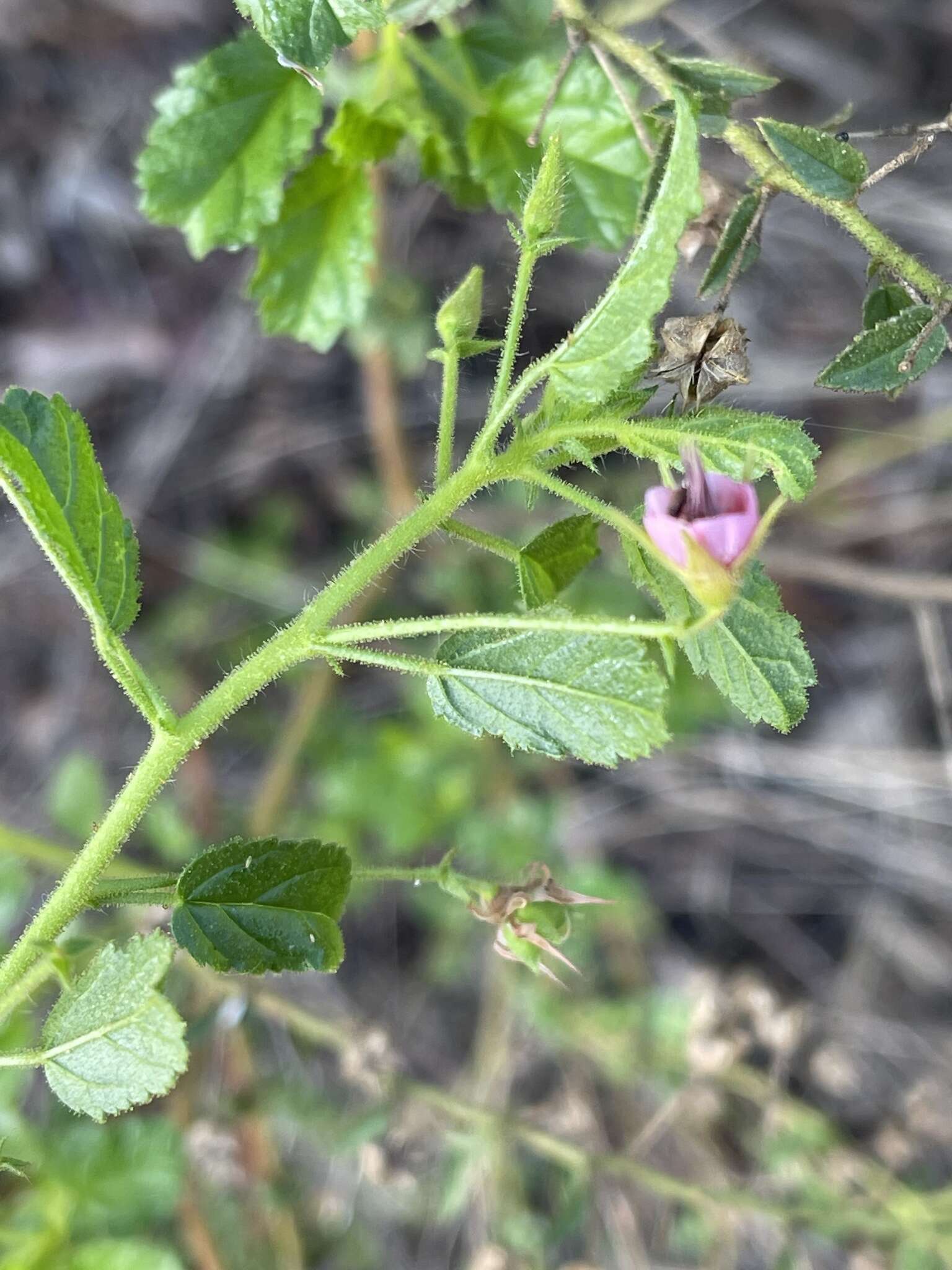 Image of Hermannia boraginiflora Hook.