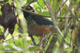 Image of Spangle-cheeked Tanager