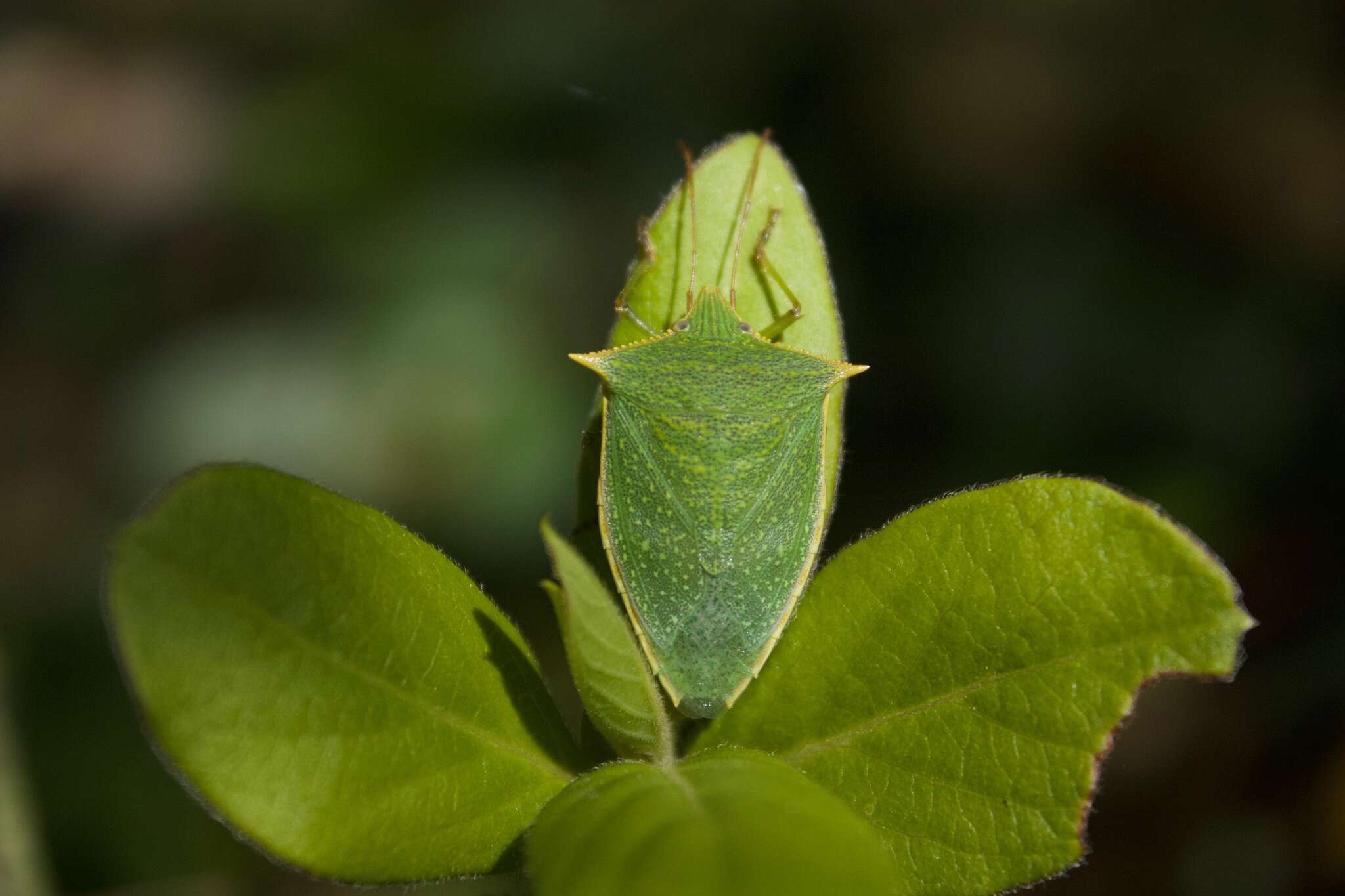 Image de Loxa viridis (Palisot 1811)