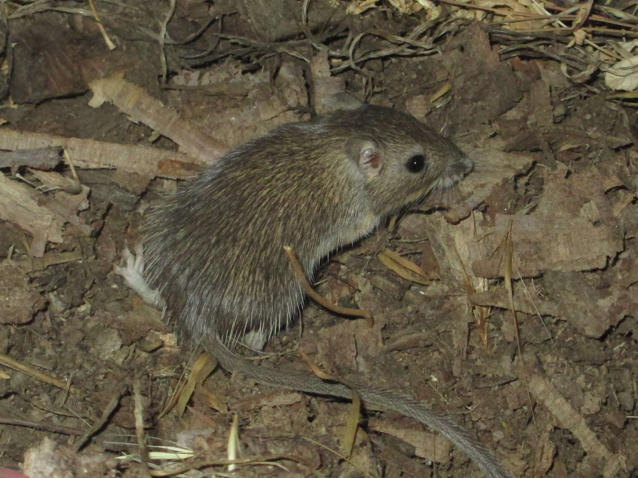 Image of California pocket mouse